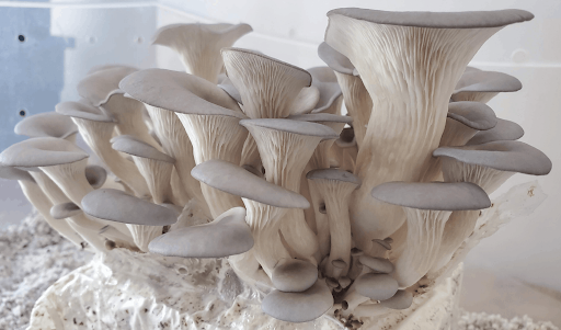 Mushroom Grow Kit